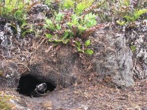 bij Gypsy Cove is een rijkere vegetatie met kleine en grote varen en diddledee struikjes